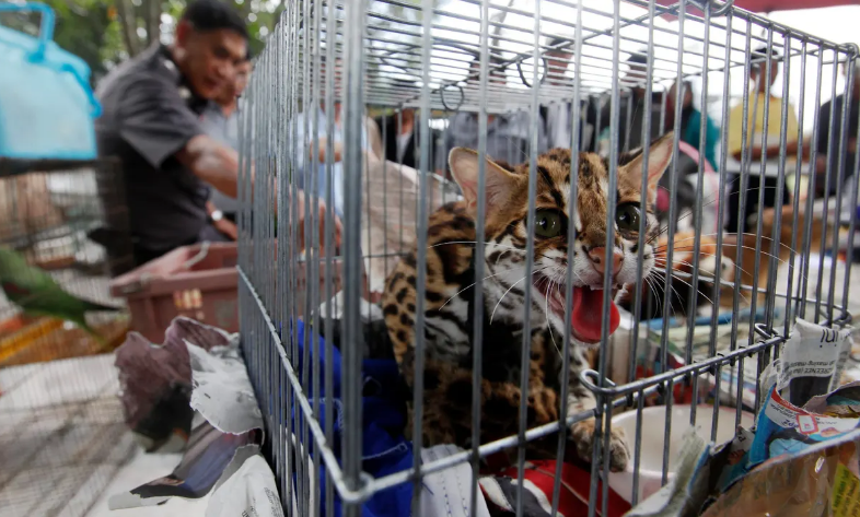 Wildlife smuggling on the rise